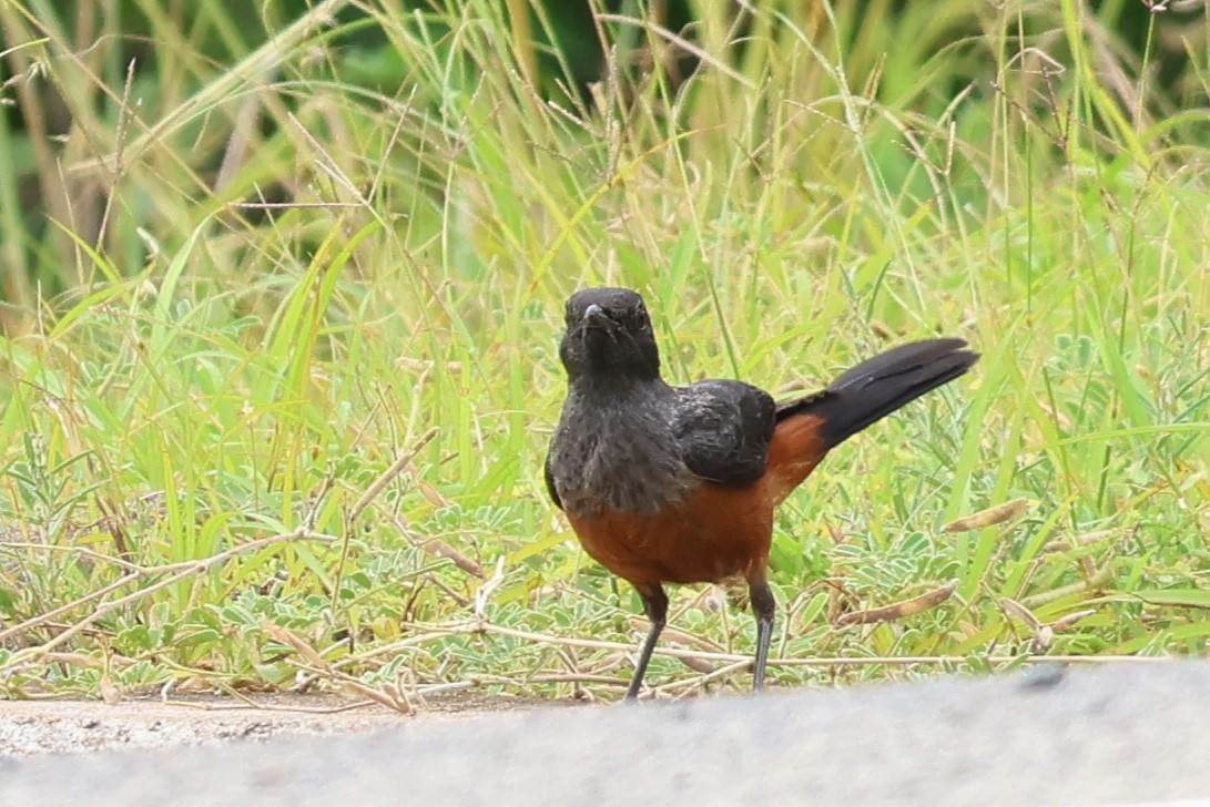 Mocking Cliff-Chat - ML646545763