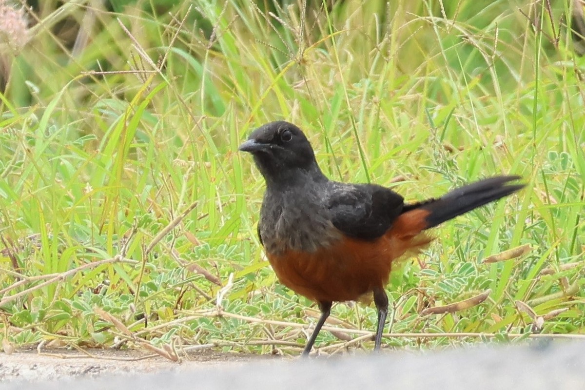 Mocking Cliff-Chat - ML646545764