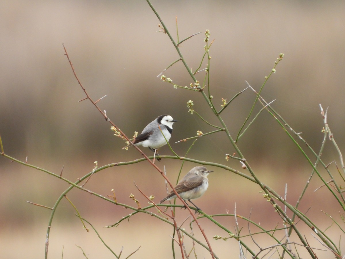 pustináček běločelý - ML646545767
