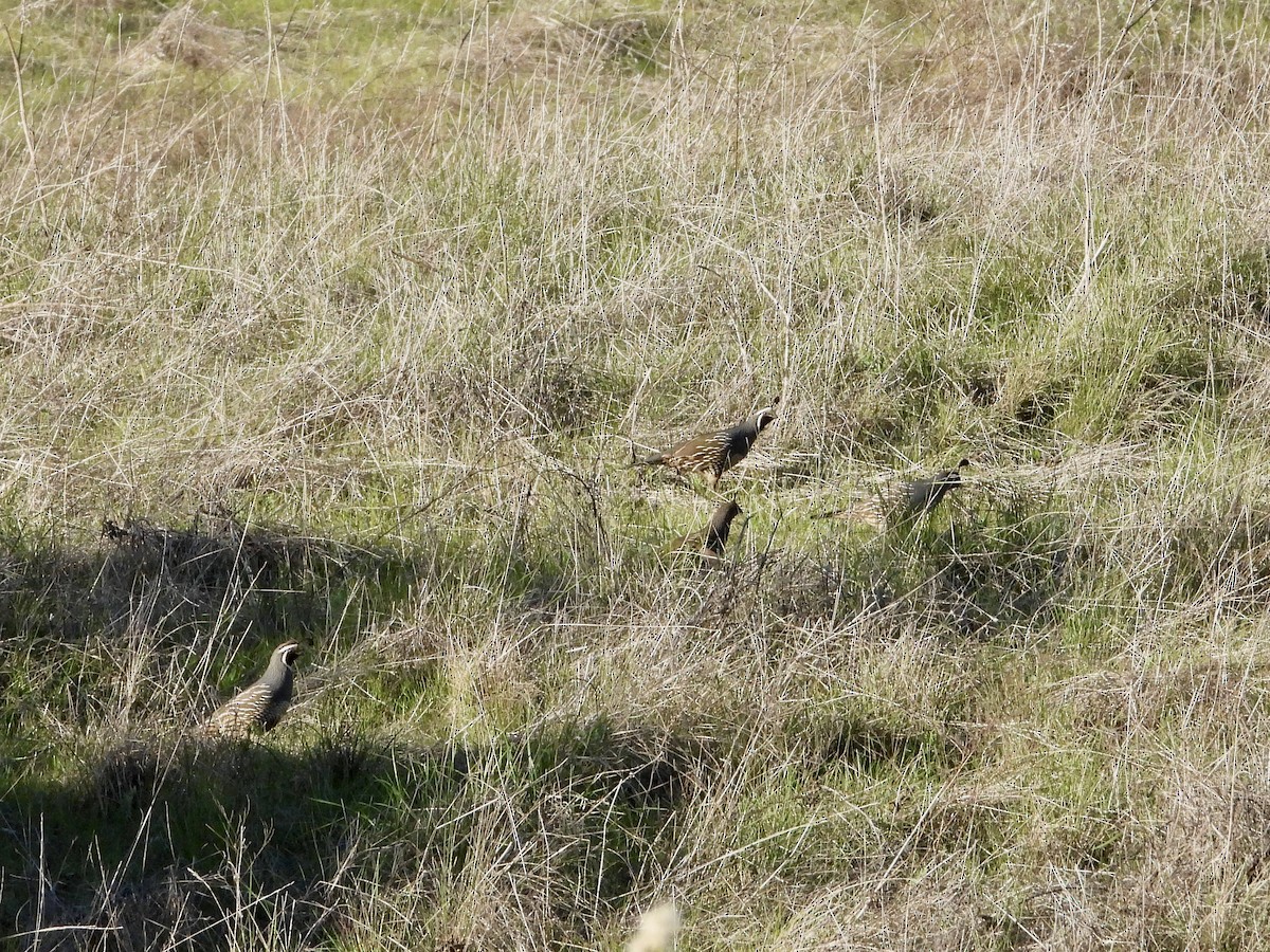 California Quail - ML646545768