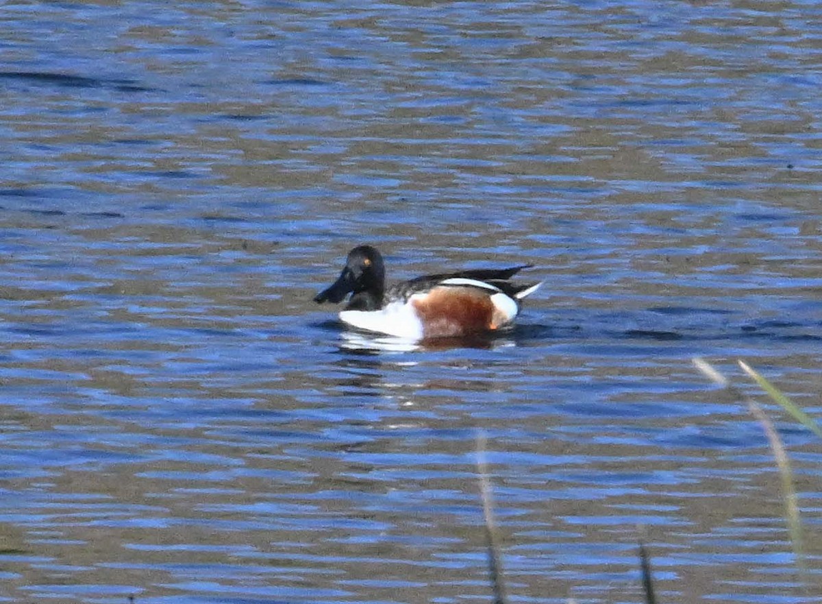 Mestolone - ML646545769