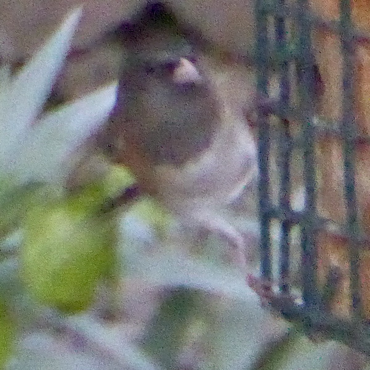 Dark-eyed Junco - ML646545770