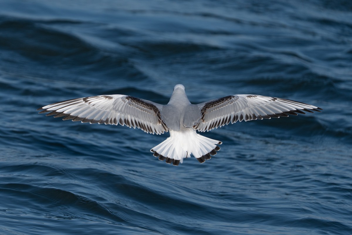 racek Bonapartův - ML646545772