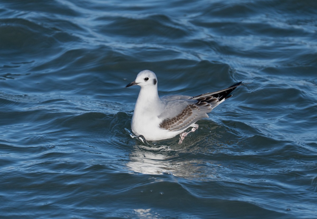 racek Bonapartův - ML646545773