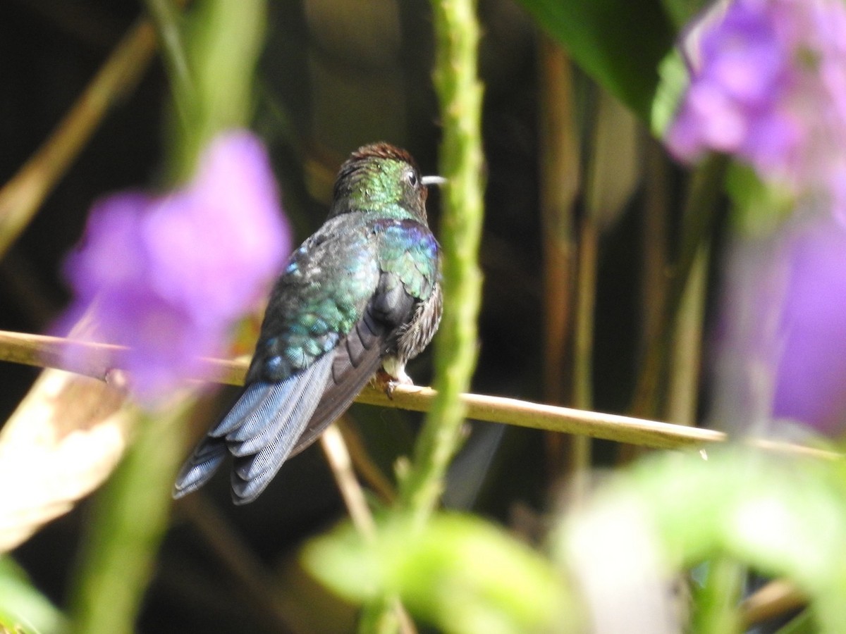 Fork-tailed Woodnymph - ML646545774