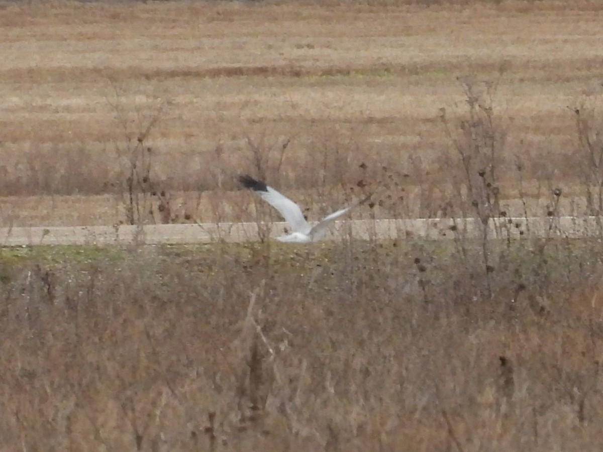 Hen Harrier - ML646545777