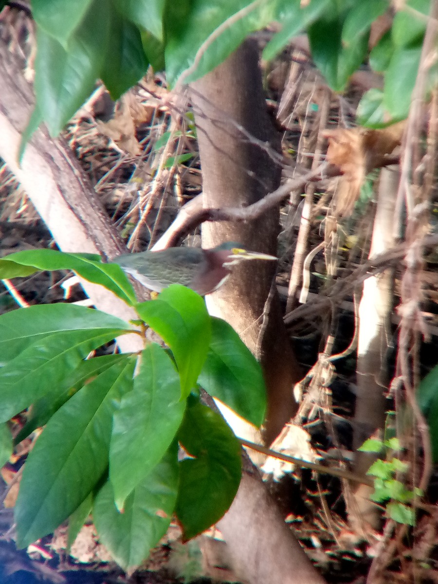 Green Heron - ML646545778