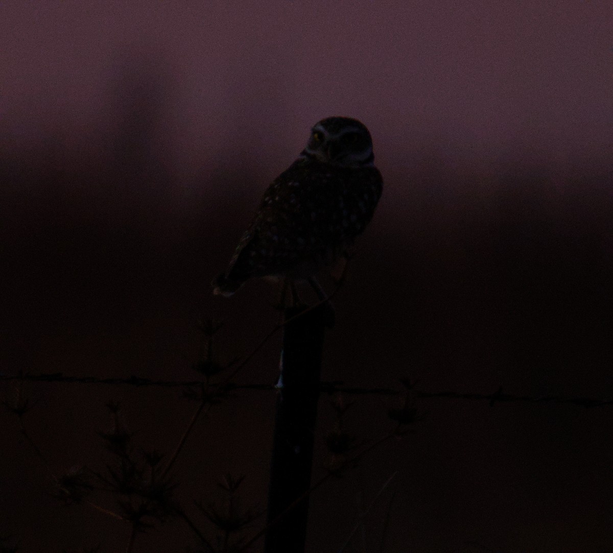 Burrowing Owl - ML646545789