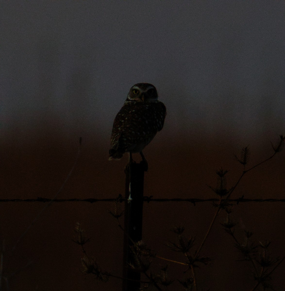 Burrowing Owl - ML646545790