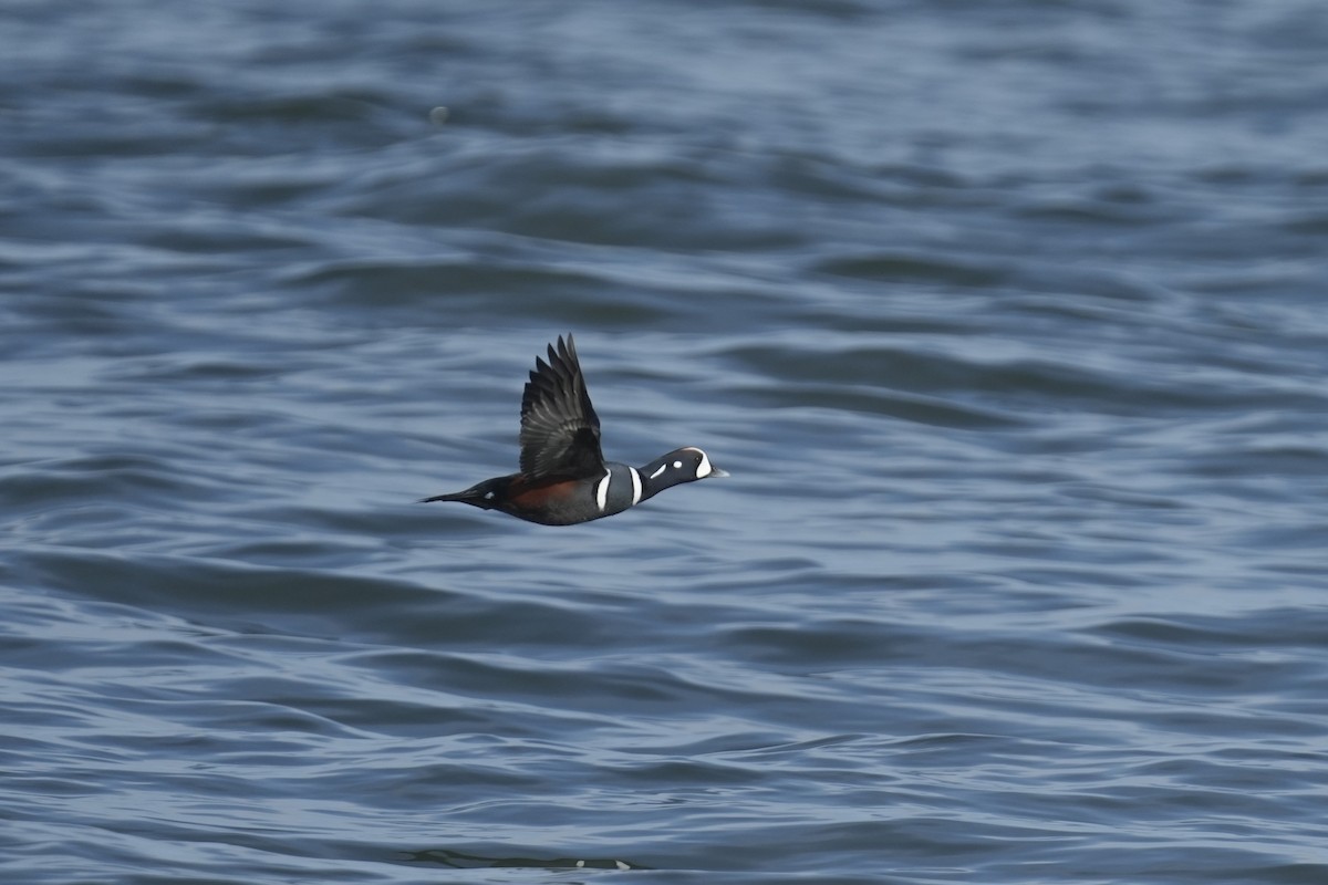 Harlequin Duck - ML646545791