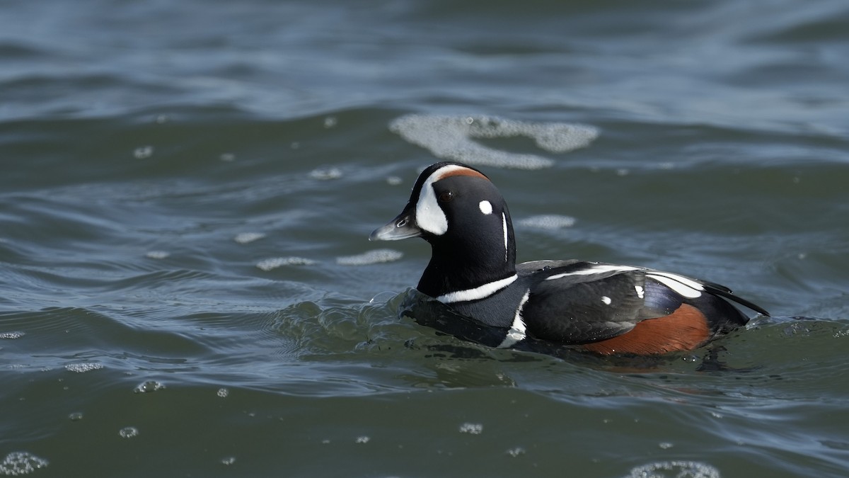 Harlequin Duck - ML646545792