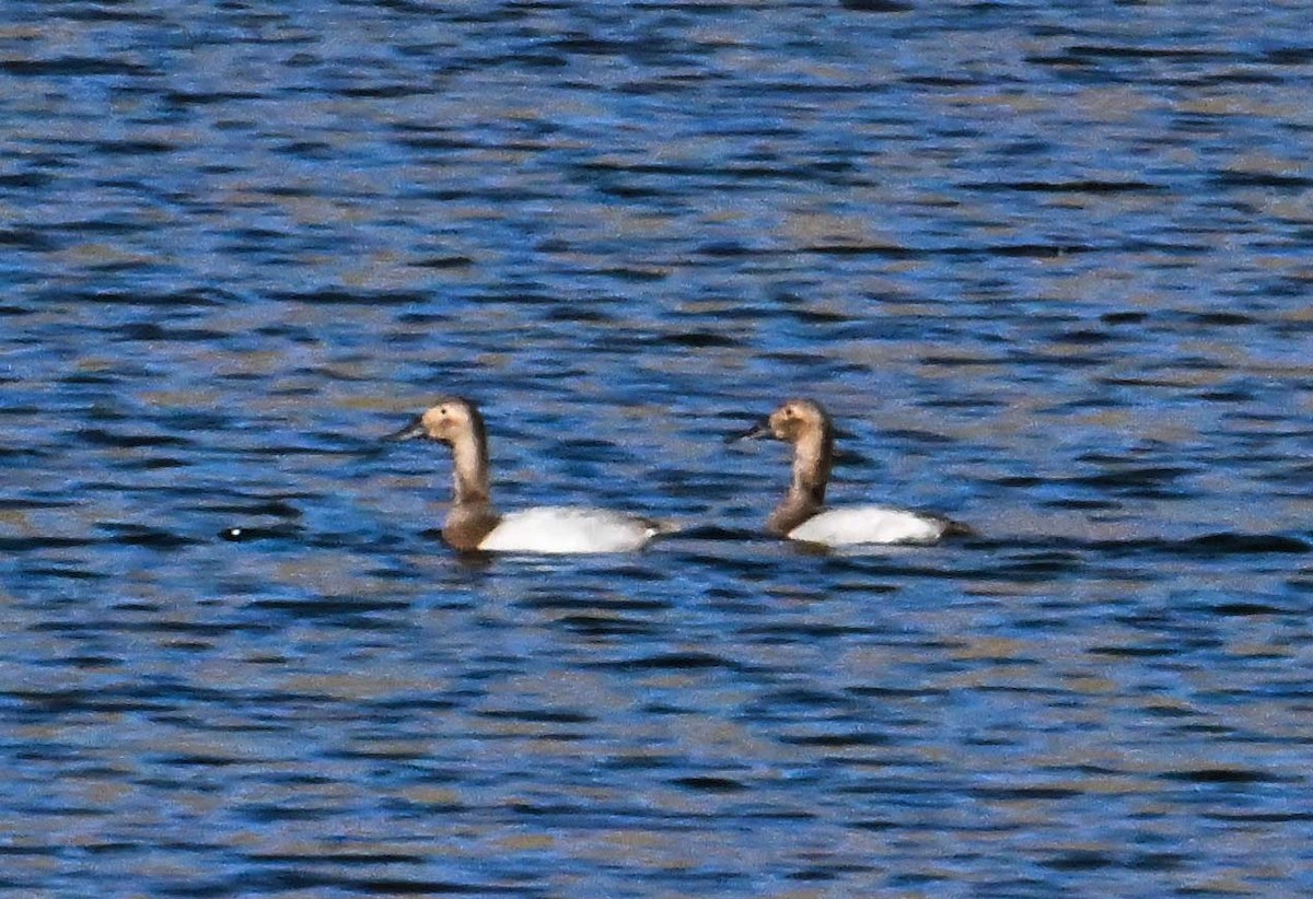 Canvasback - ML646545793