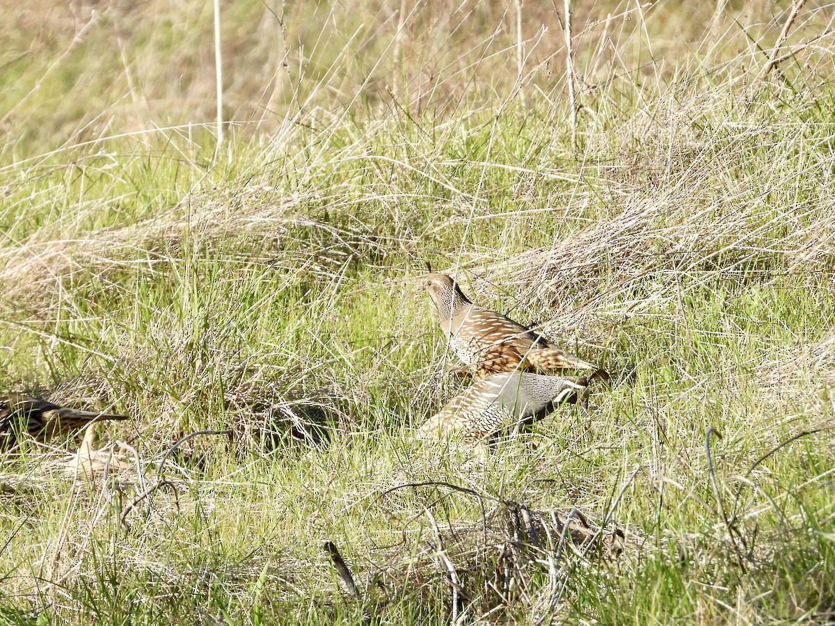 California Quail - ML646545794