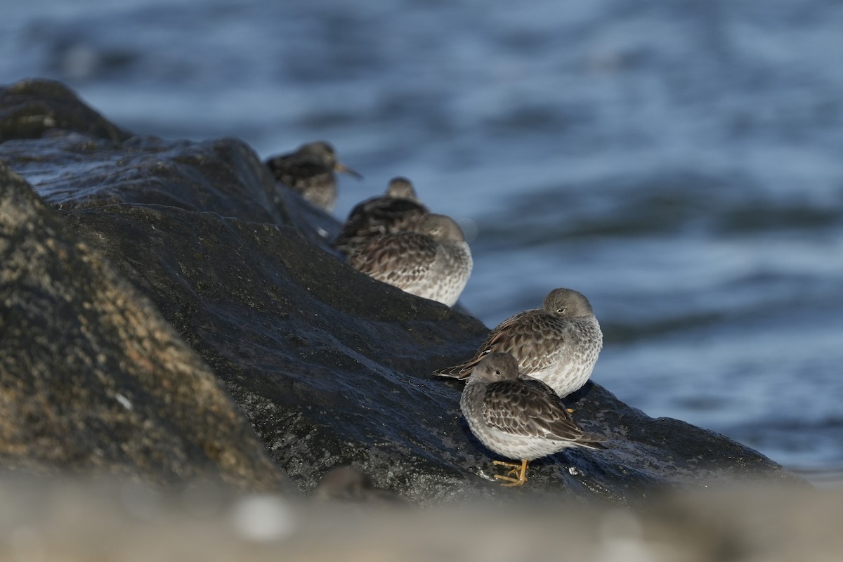 jespák mořský - ML646545795