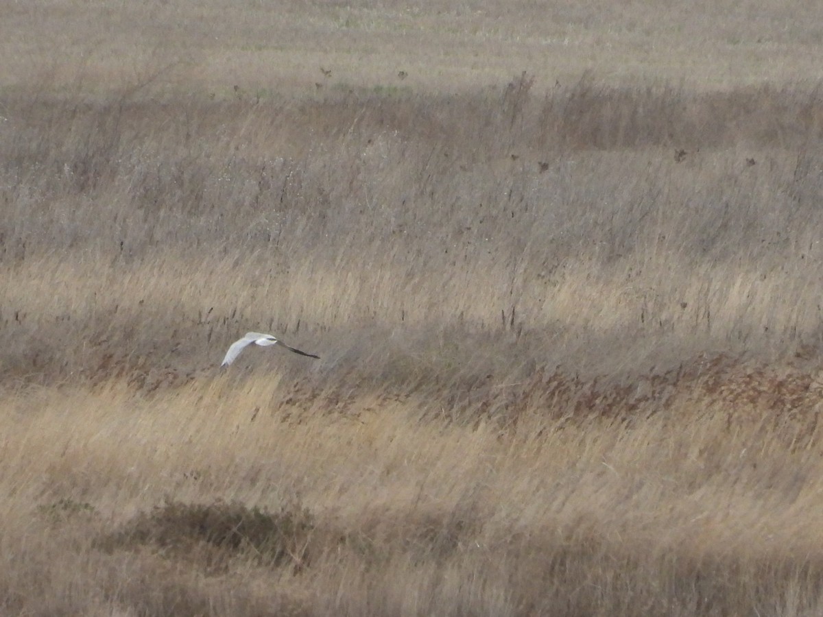 Hen Harrier - ML646545796