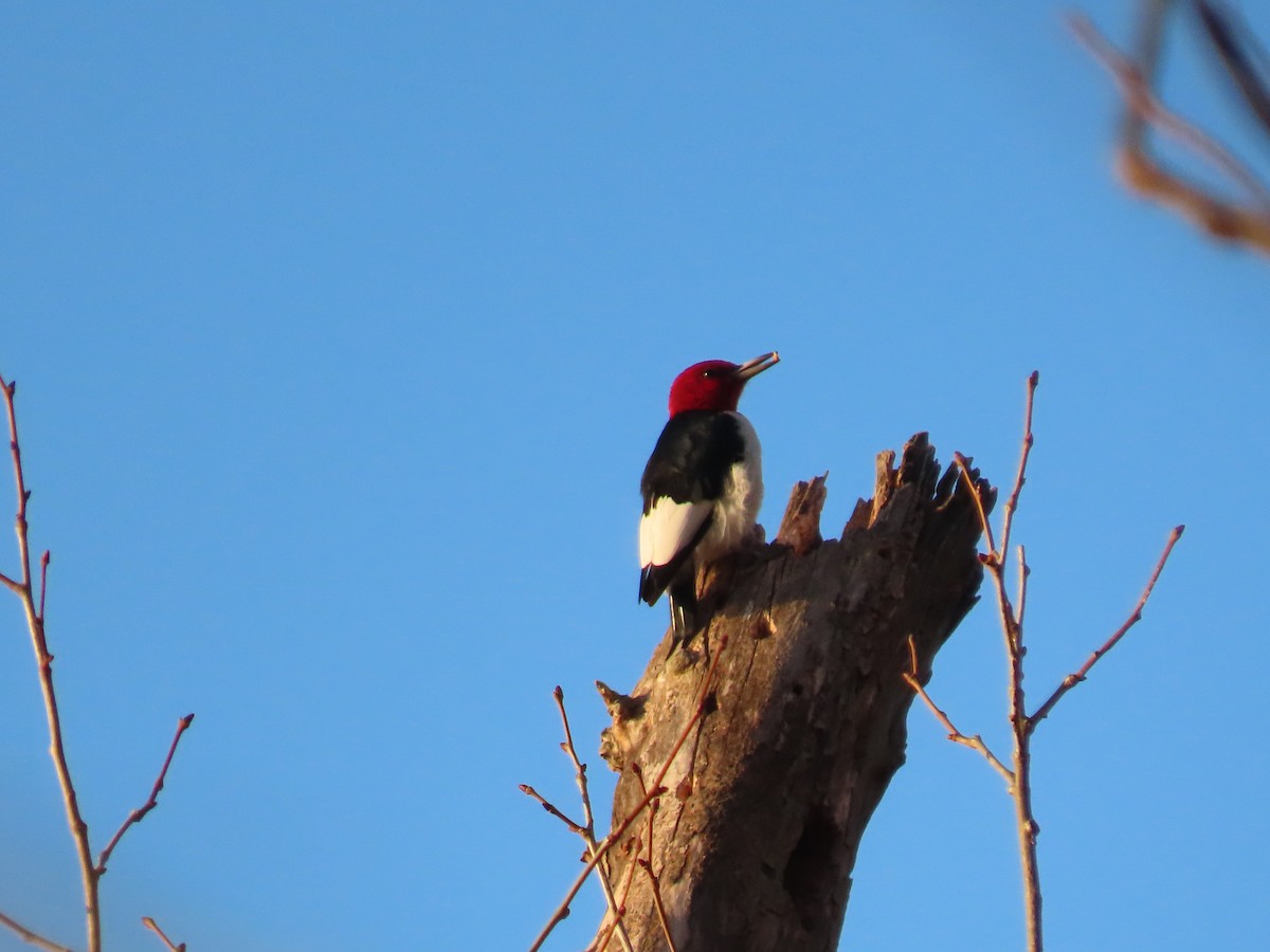 ズアカキツツキ - ML646545797