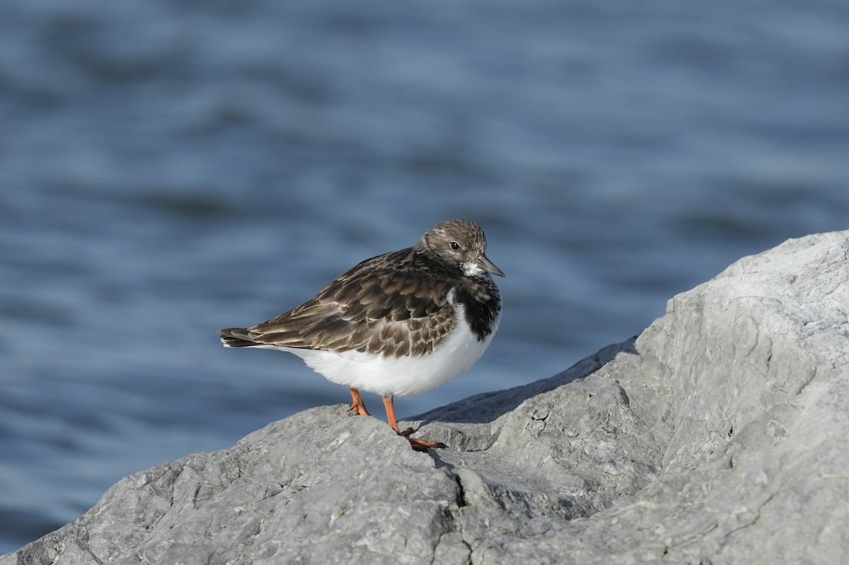 kamenáček pestrý - ML646545798