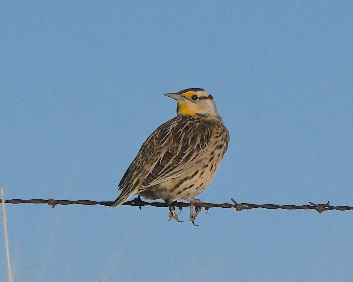 Chihuahuan Meadowlark - ML646545800