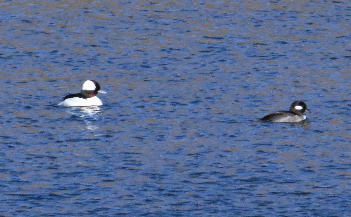 Bufflehead - ML646545802