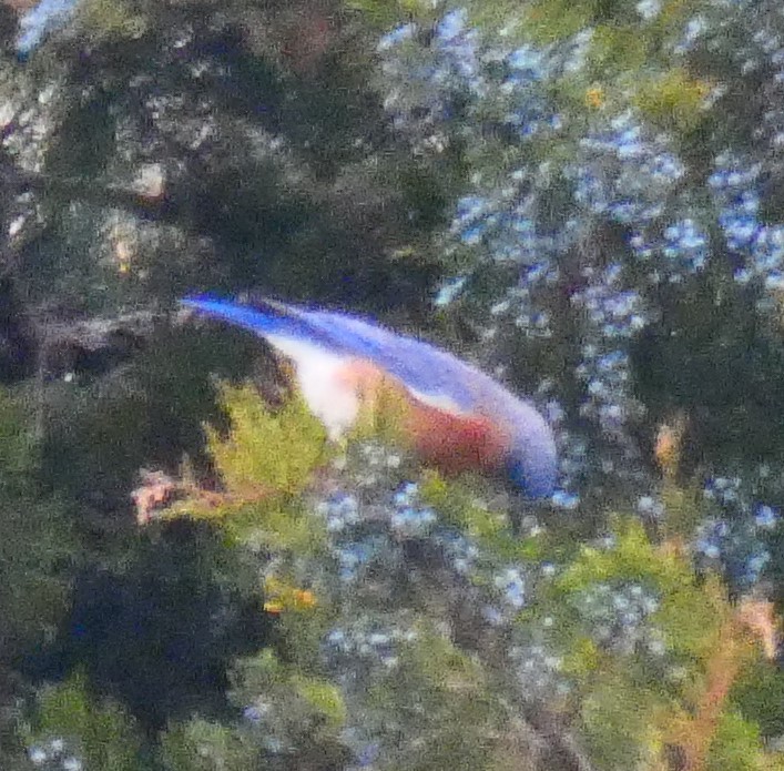 Doğulu Mavi Ardıç - ML646545804