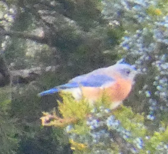 Doğulu Mavi Ardıç - ML646545805