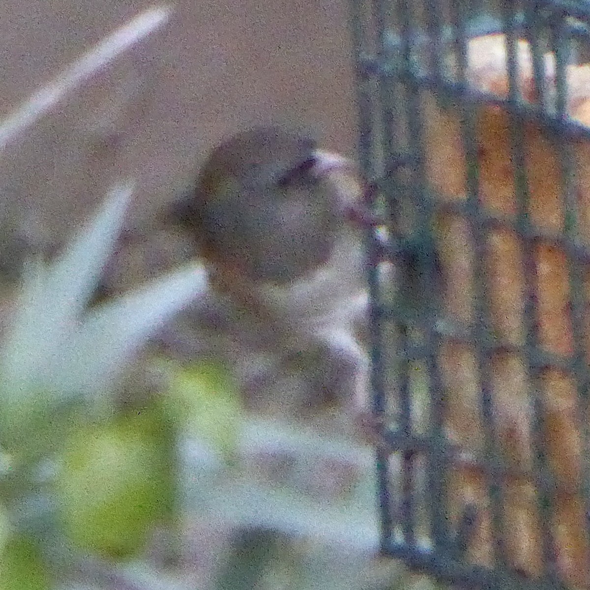 Dark-eyed Junco - ML646545808
