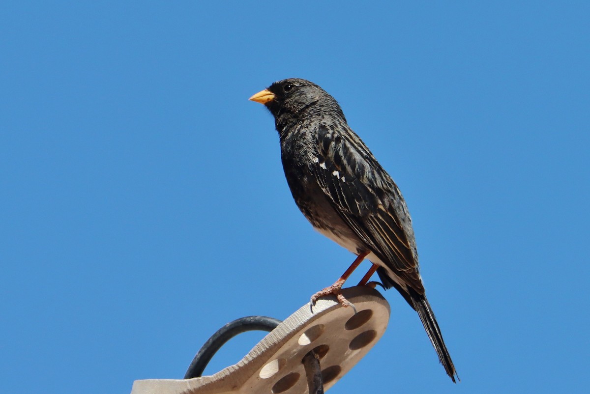 Печальная пизарита - ML646545809