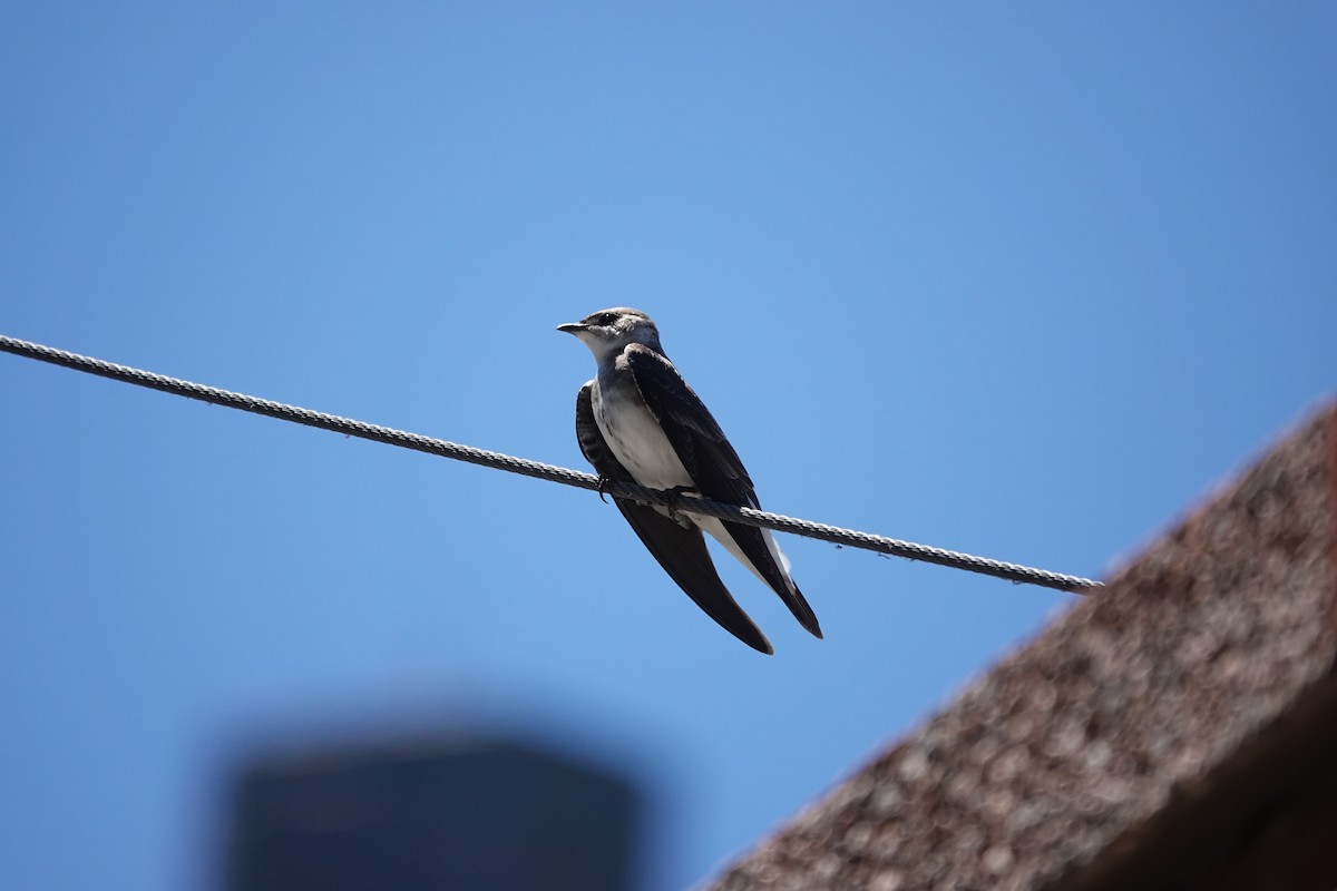 Brown-chested Martin - ML646545814