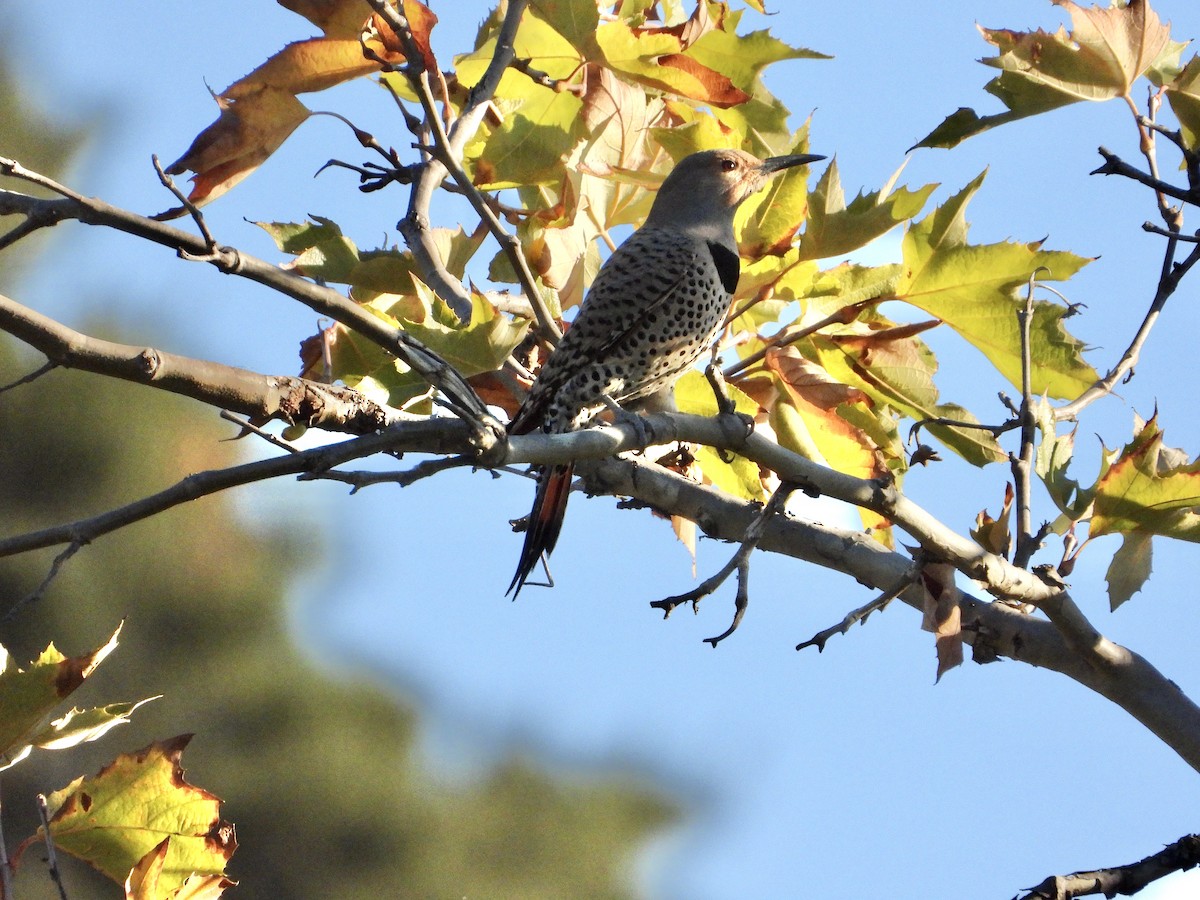 Northern Flicker - ML646545816