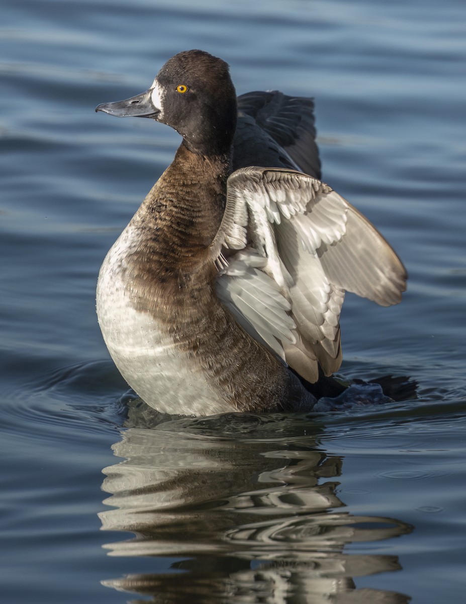 Moretta dal collare - ML646545822