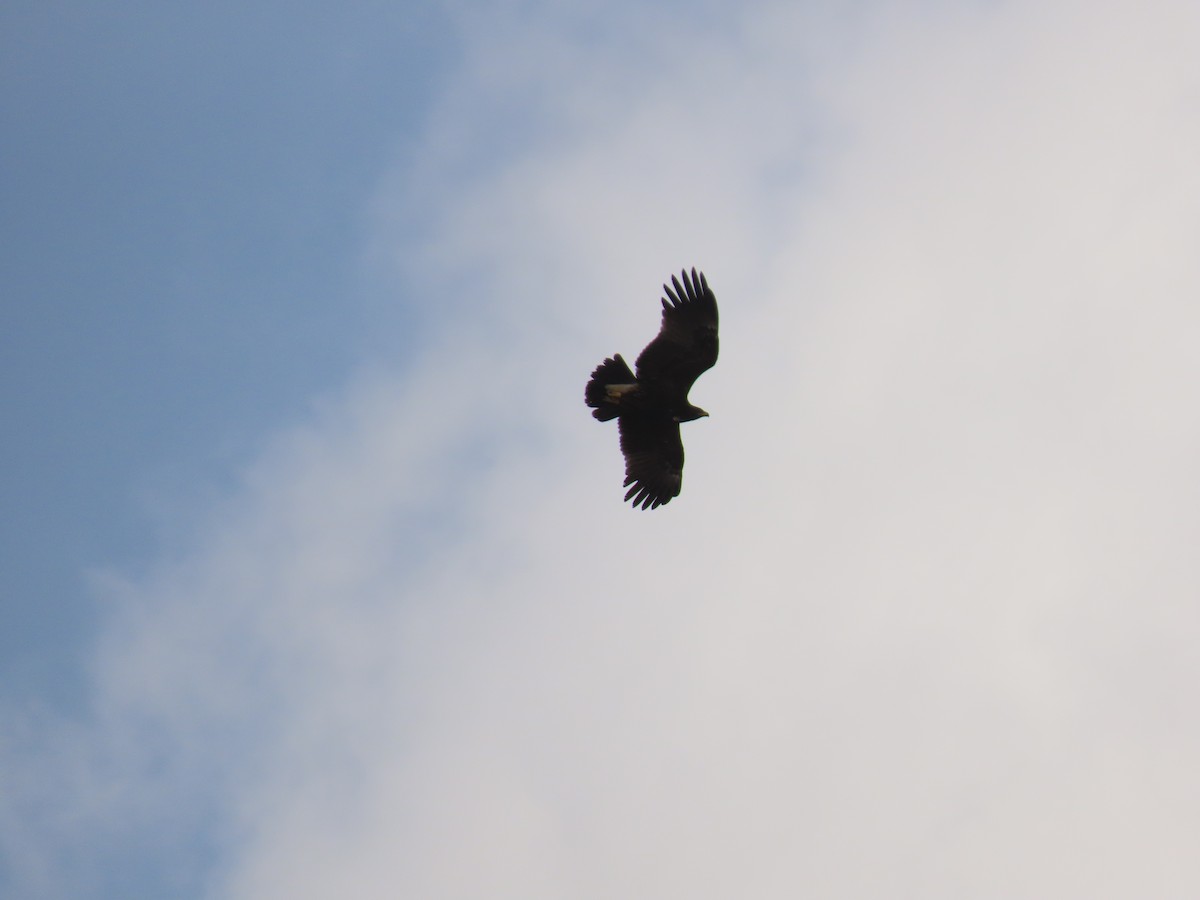 Greater Spotted Eagle - ML646545823