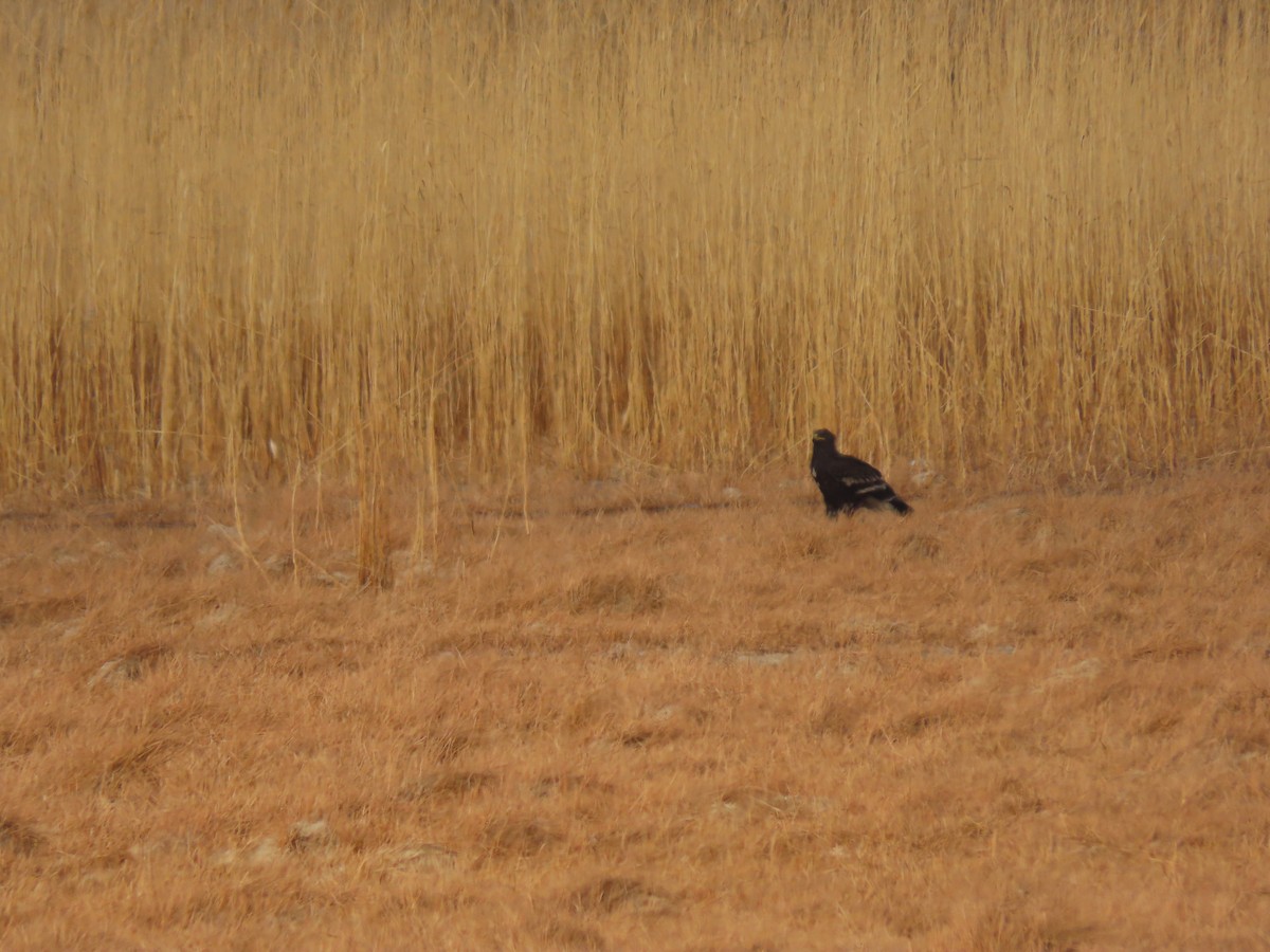 Greater Spotted Eagle - ML646545825