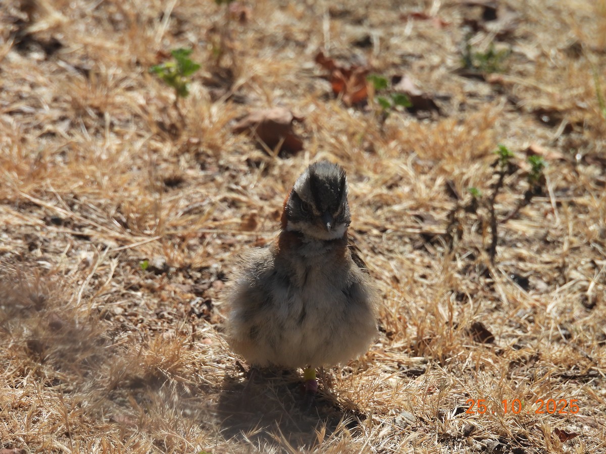 Rufous-collared Sparrow - ML646545826
