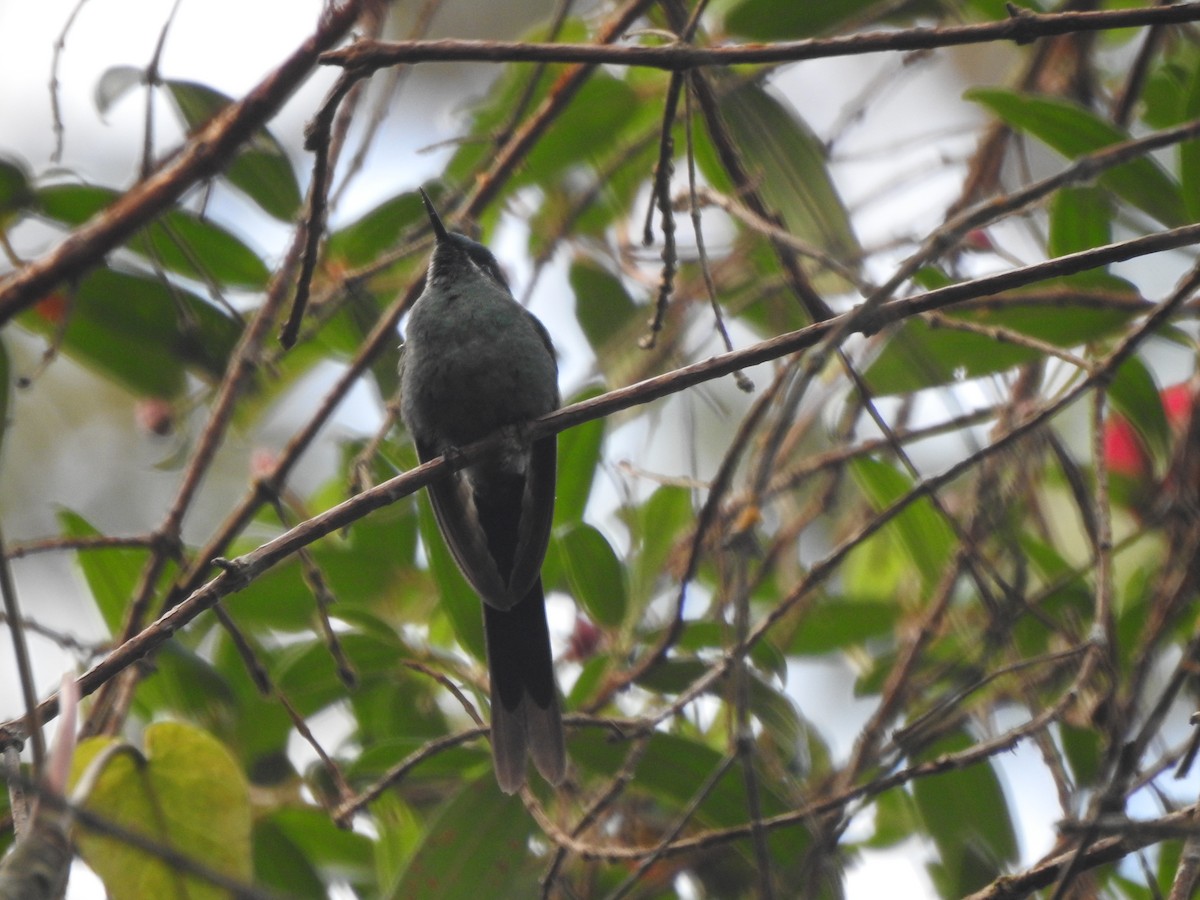 Long-tailed Sylph - ML646545827