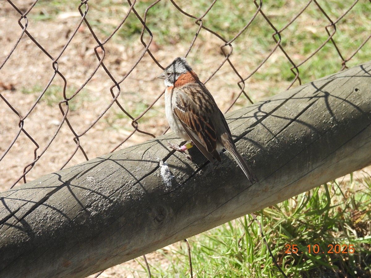 Rufous-collared Sparrow - ML646545828