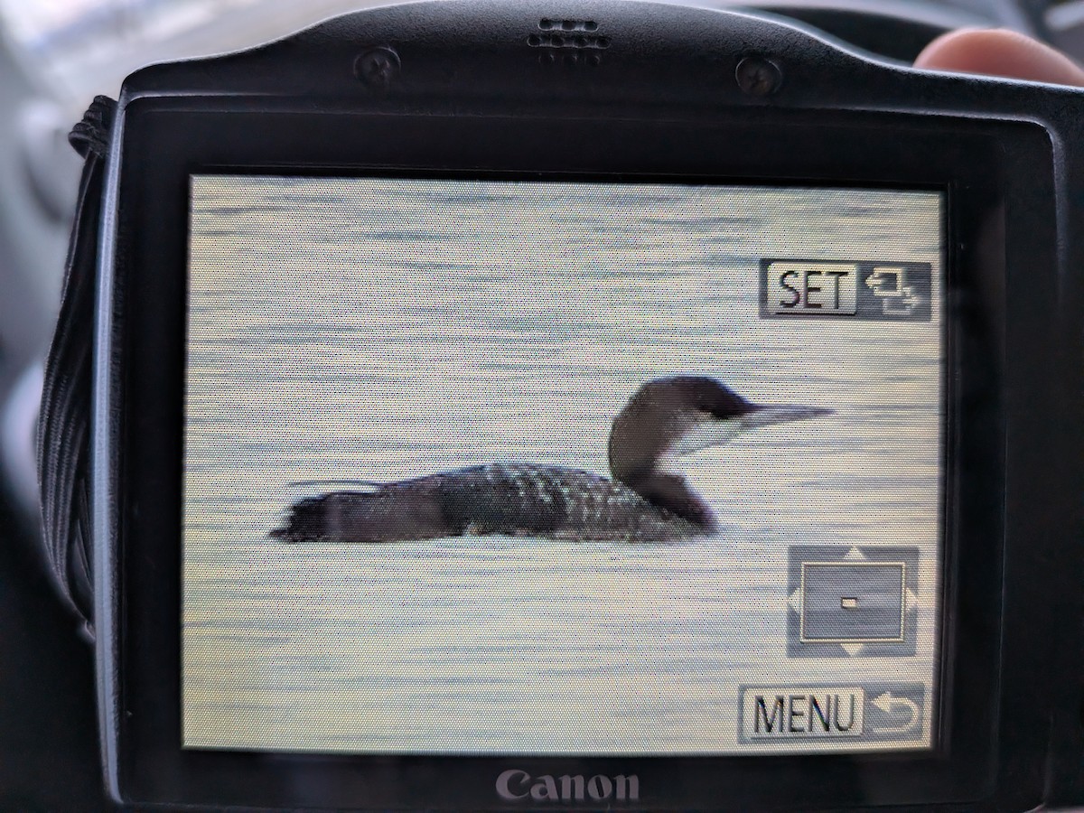 Common Loon - ML646545829