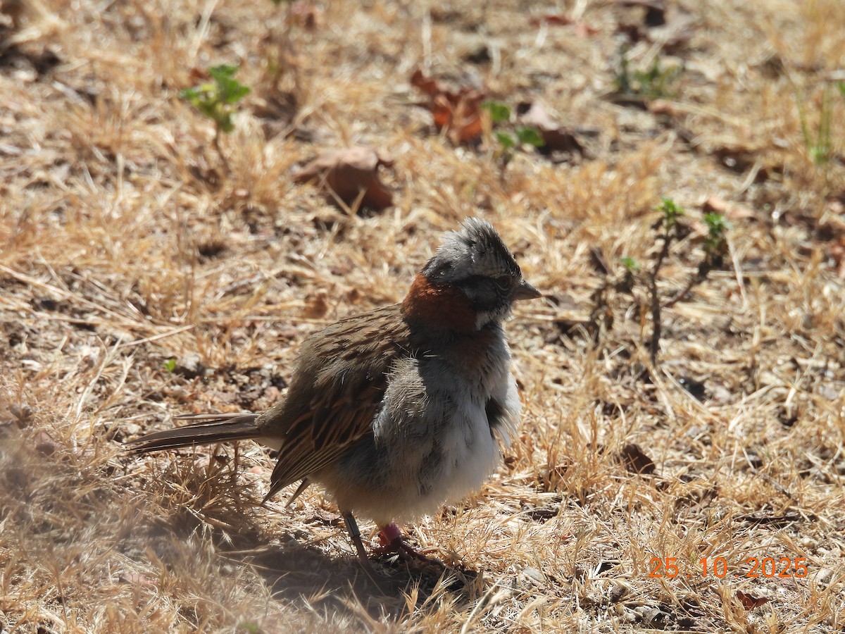 Rufous-collared Sparrow - ML646545830