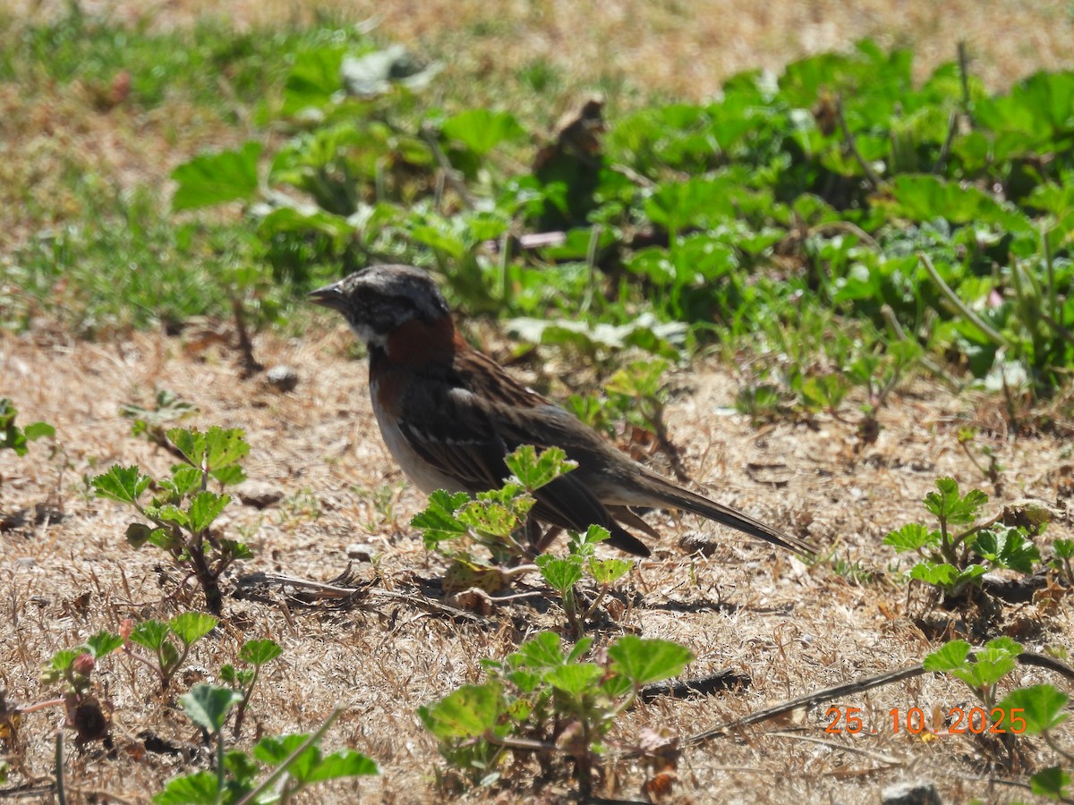 Rufous-collared Sparrow - ML646545831