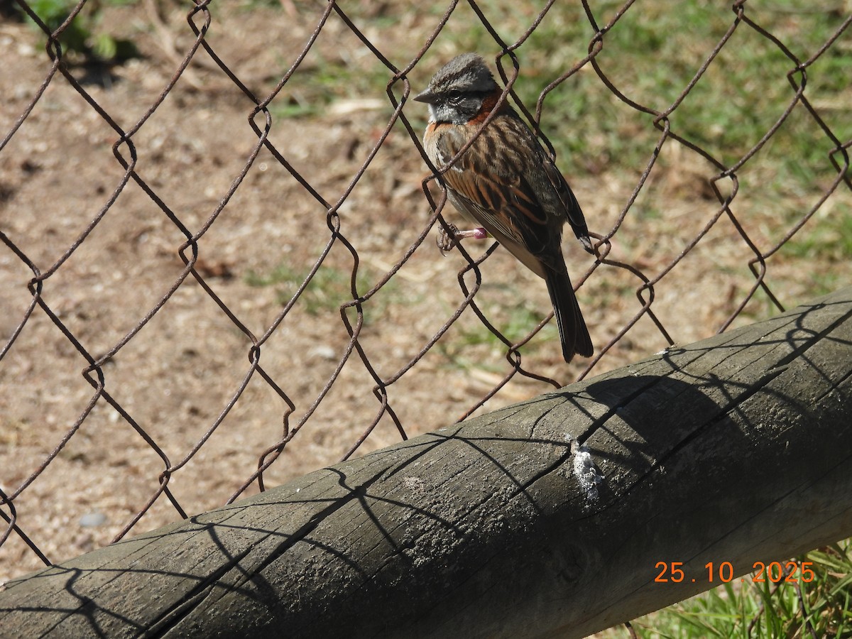 Rufous-collared Sparrow - ML646545832