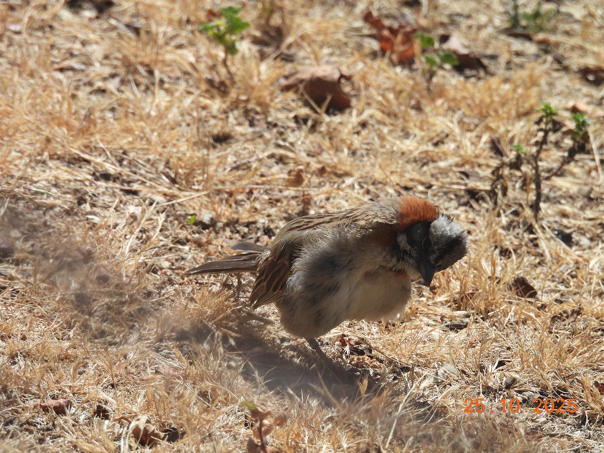 Rufous-collared Sparrow - ML646545834