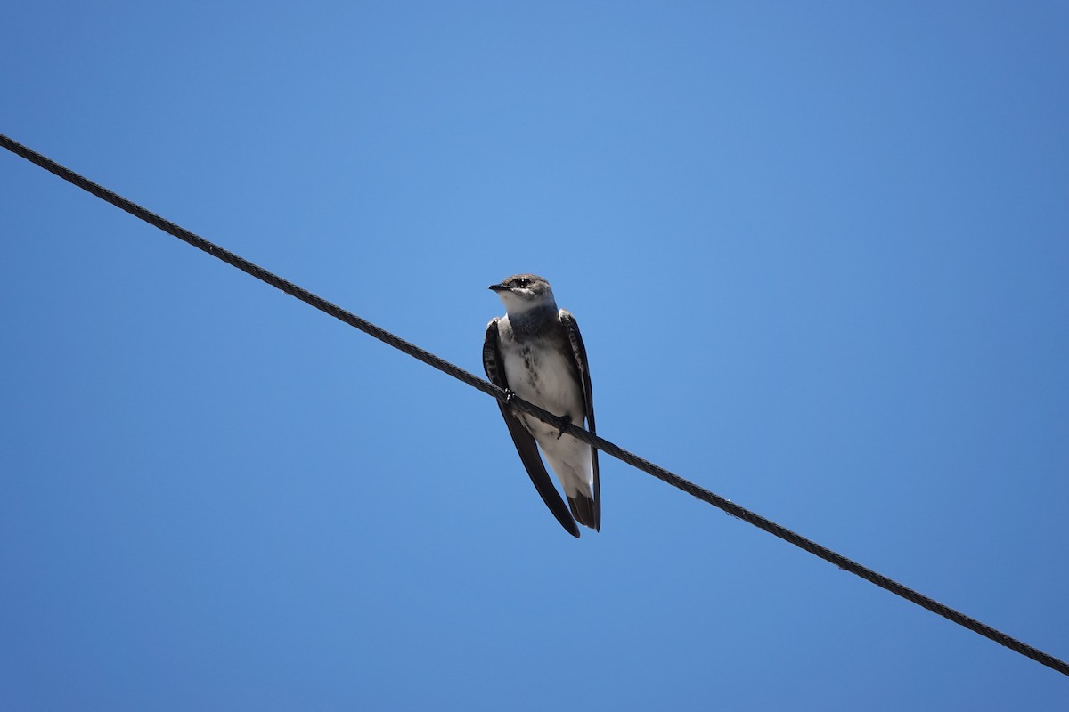 Brown-chested Martin - ML646545835
