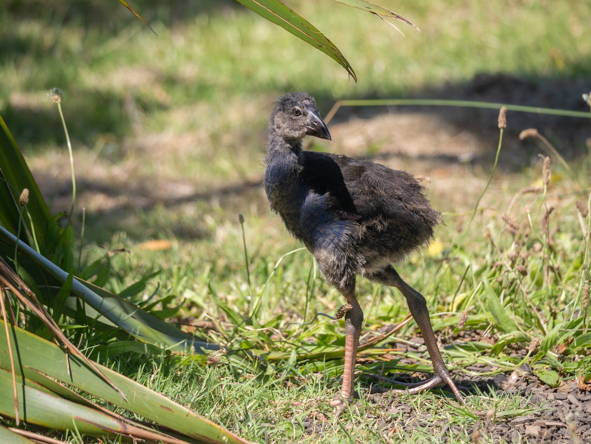 Australpurpurhuhn - ML646545836