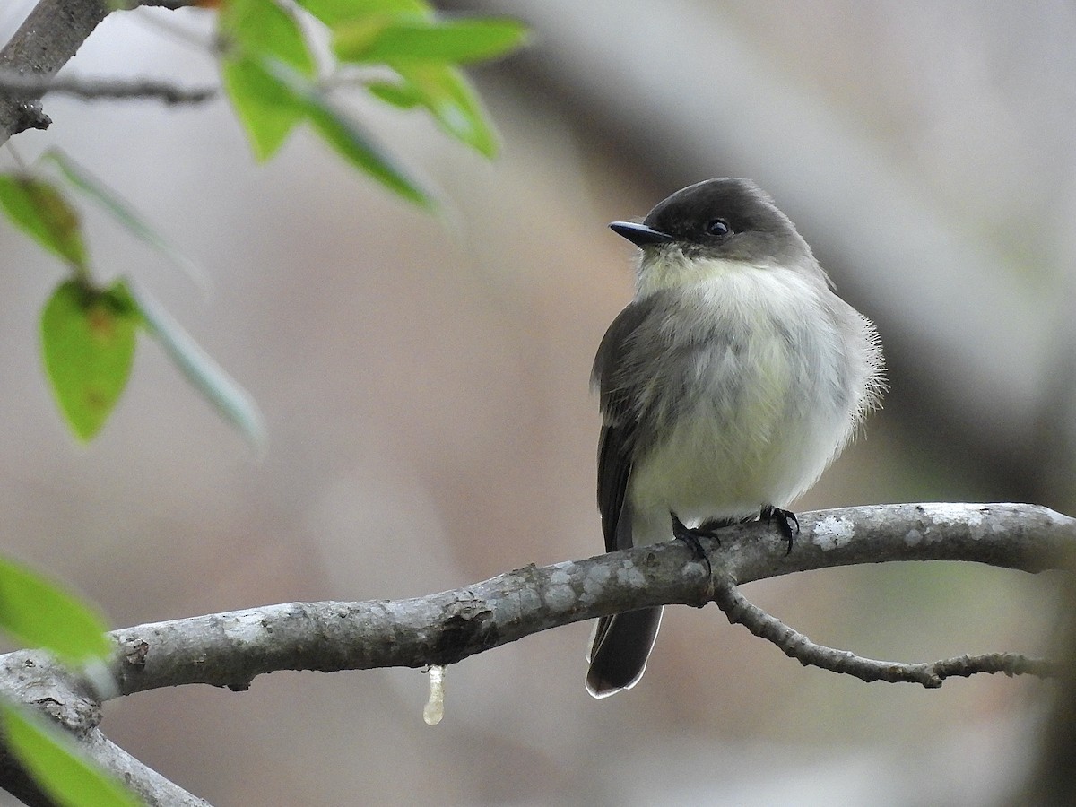 Eastern Phoebe - ML646545837