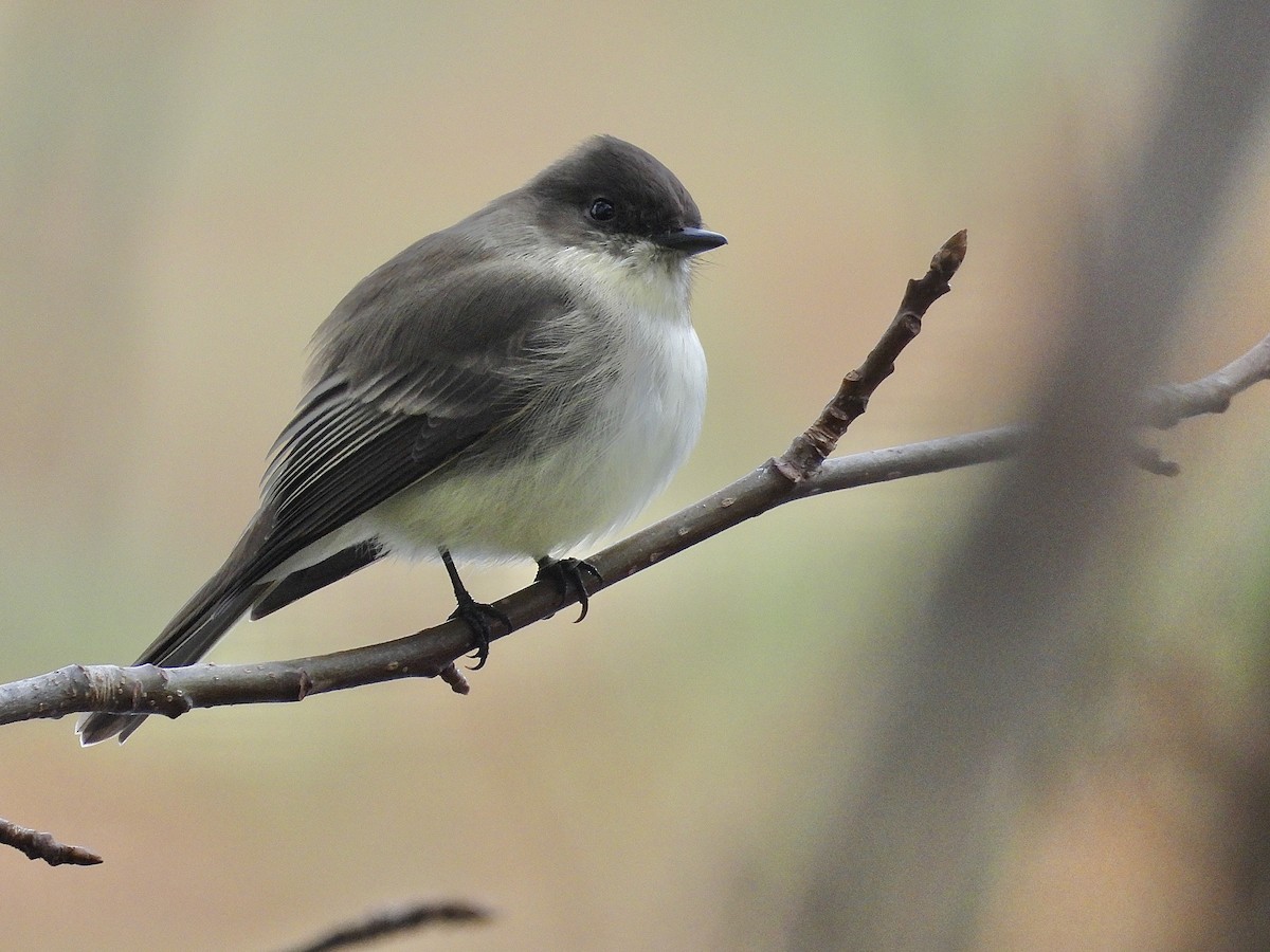 Eastern Phoebe - ML646545838