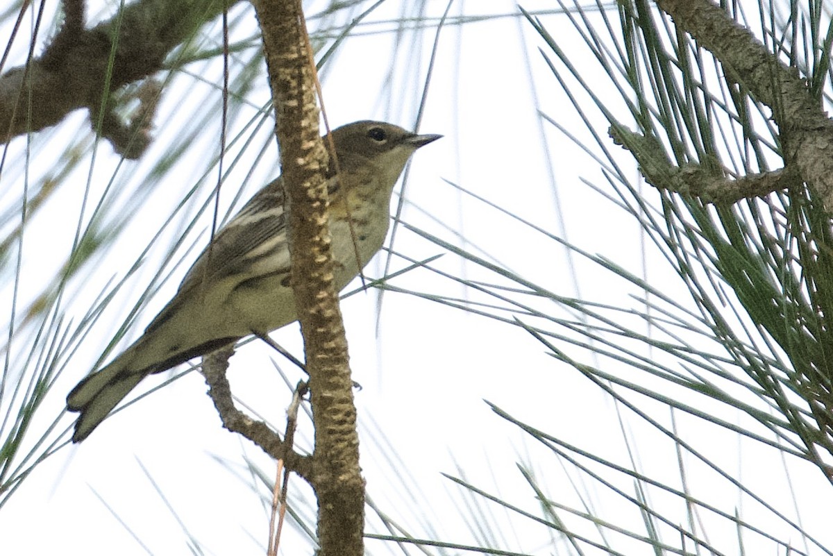 Reinita Coronada - ML646545843