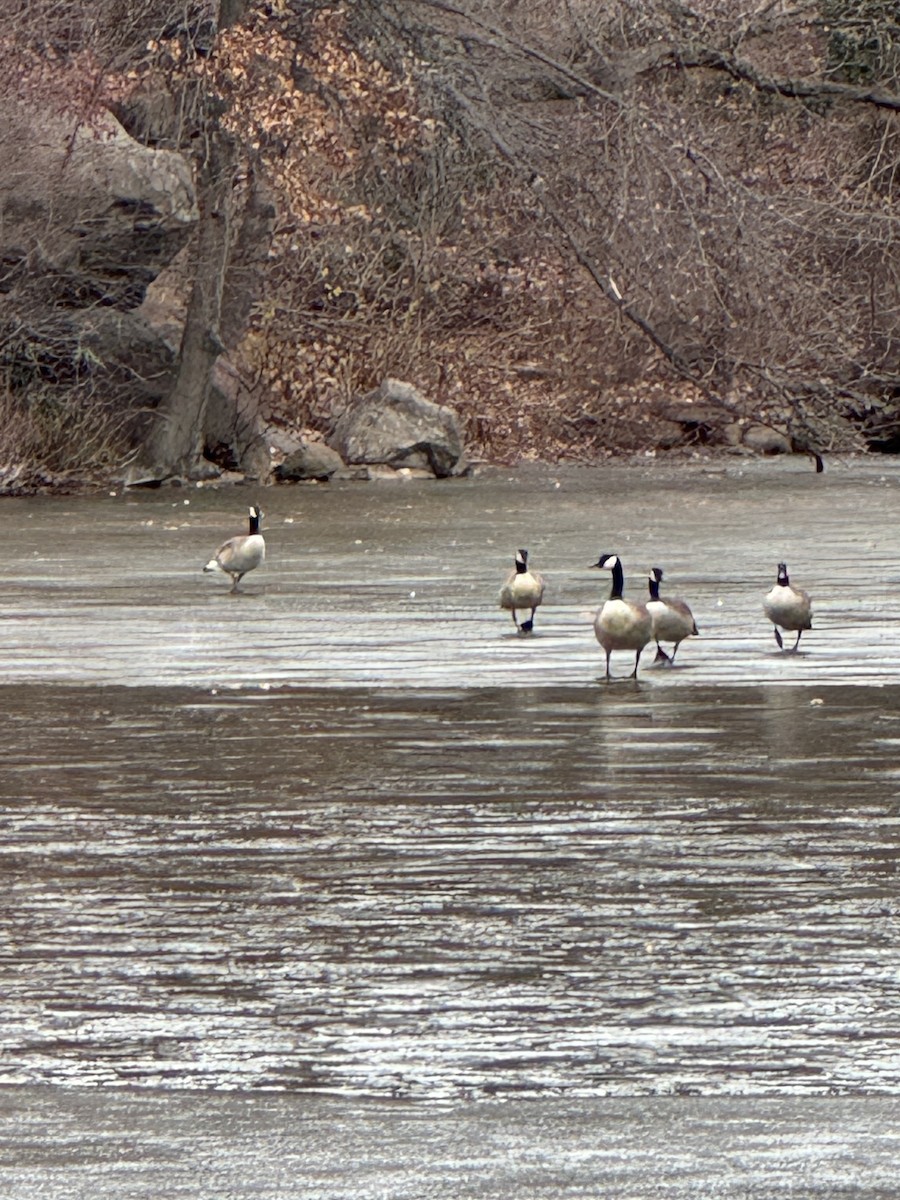 Canada Goose - ML646545844