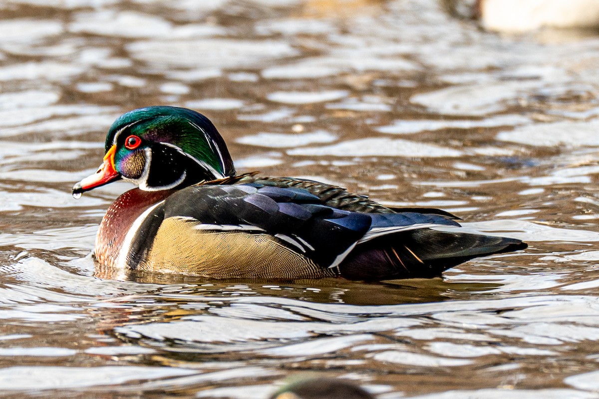 Brautente - ML646545845