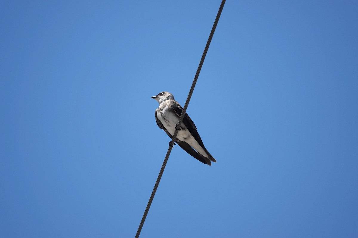 Brown-chested Martin - ML646545848