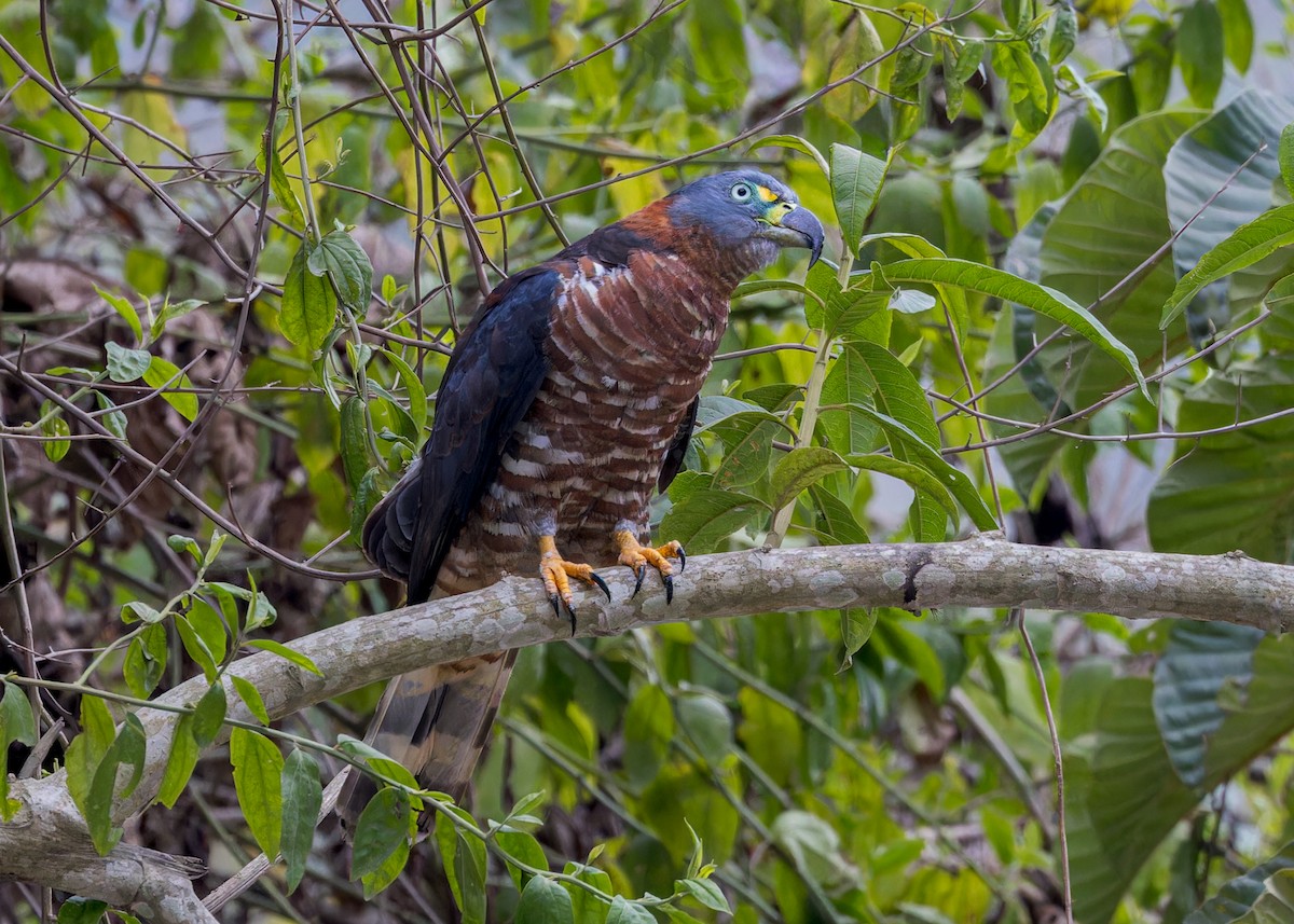 Hook-billed Kite - ML646545851