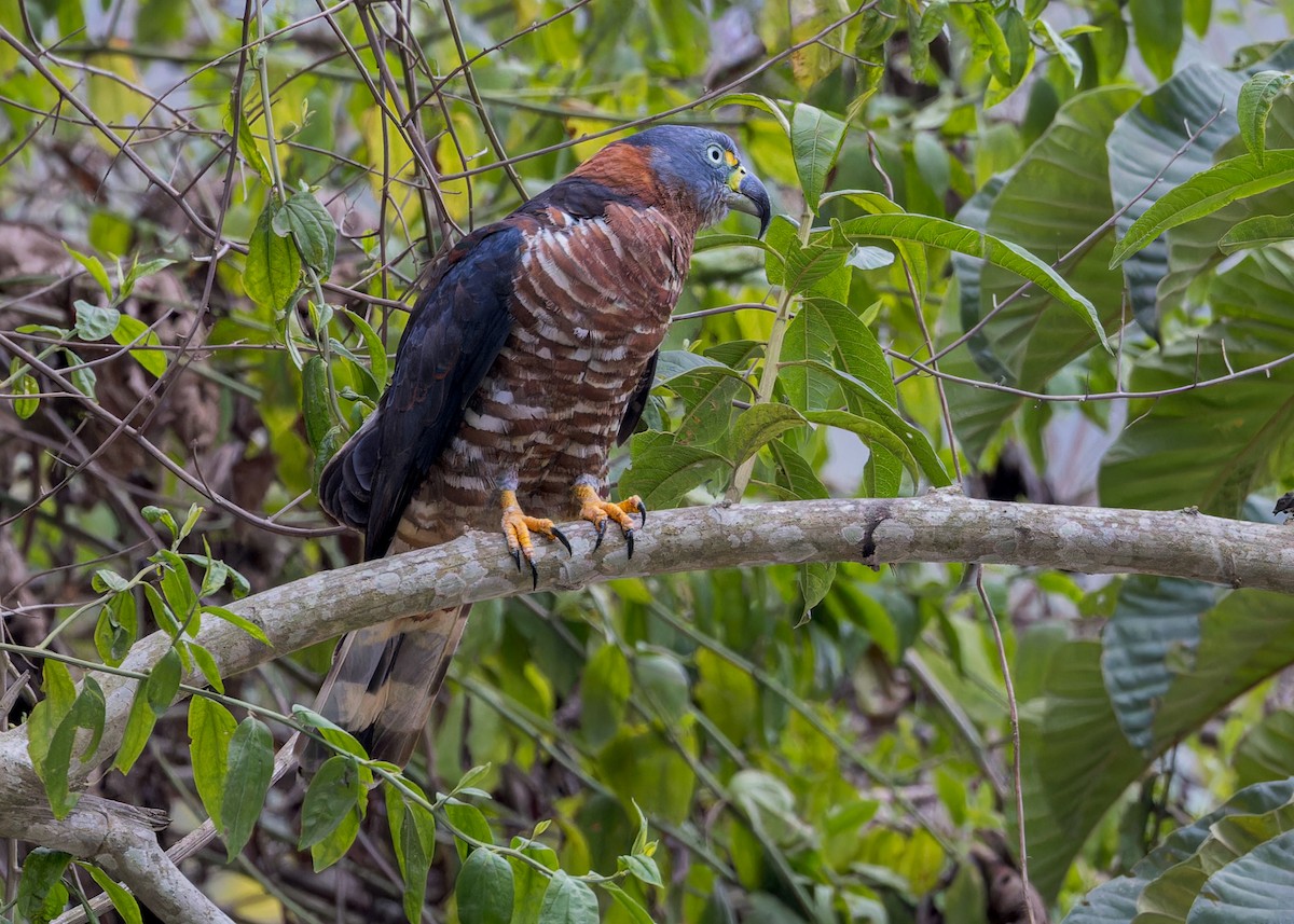 Hook-billed Kite - ML646545852